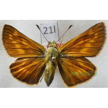 Ochlodes sylvanus (Esper, 1777) Czech21l